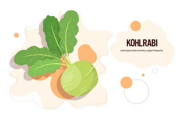 Kohlrabi fresco adesivo saboroso ícone vegetal conceito de comida saudável espaço de cópia horizontal — Vetor de Stock