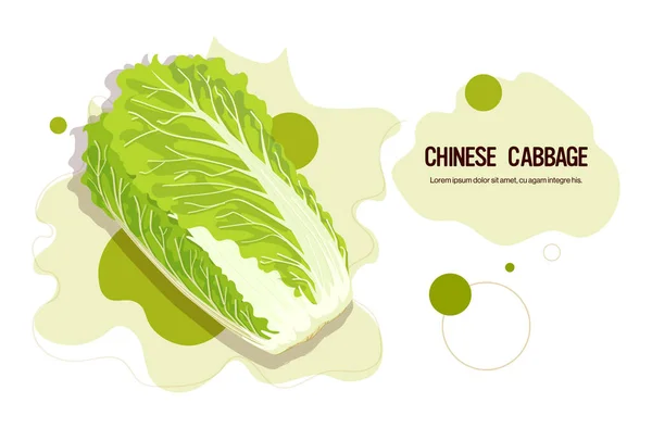 Etiqueta de repolho chinês verde fresco ícone vegetal saboroso conceito de comida saudável espaço de cópia horizontal —  Vetores de Stock