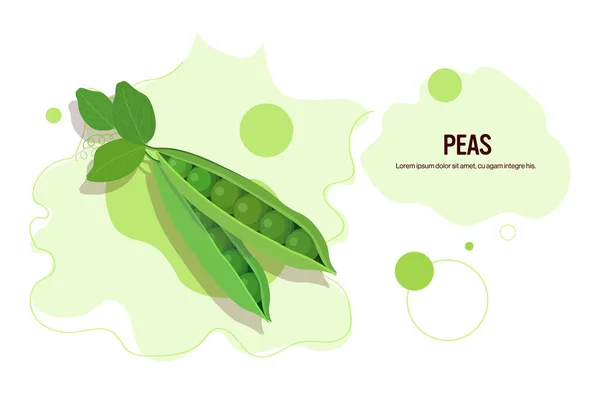 Färska gröna ärtor kapsel med bönor klistermärke välsmakande grönsak ikon hälsosam mat koncept horisontell kopia utrymme — Stock vektor