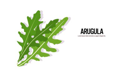 Gerçekçi roka lezzetli taze bitkiler roka ikonundan yeşil yapraklar sağlıklı gıda kavramı yatay