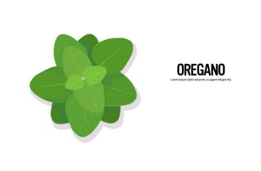 Gerçekçi kekik otu lezzetli taze bitki yeşil sağlıklı gıda kavramını yatay fotokopi alanına bırakır