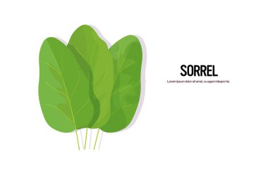 gerçekçi doru lezzetli taze bitki yeşil sağlıklı gıda kavramını yatay fotokopi alanına bırakır