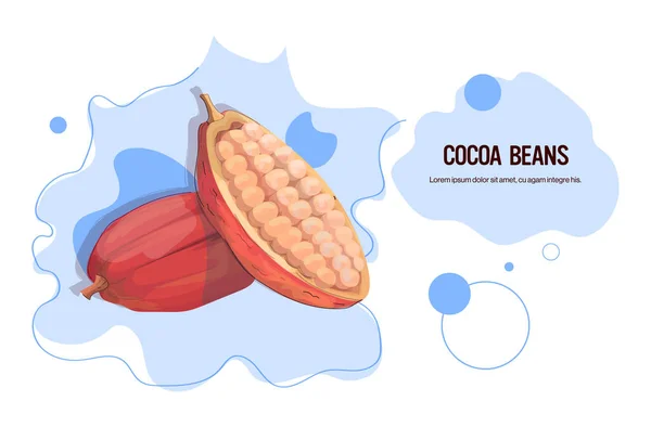Friss kakaóbab matrica ízletes gyümölcs ikon egészséges élelmiszer koncepció vízszintes másolási hely — Stock Vector