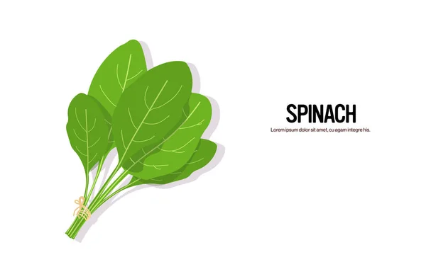Espinafre realista saborosa erva fresca folhas verdes conceito de comida saudável espaço de cópia horizontal — Vetor de Stock