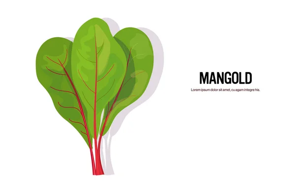 Mangold realista saboroso erva fresca folhas verdes saudável conceito de comida espaço de cópia horizontal — Vetor de Stock