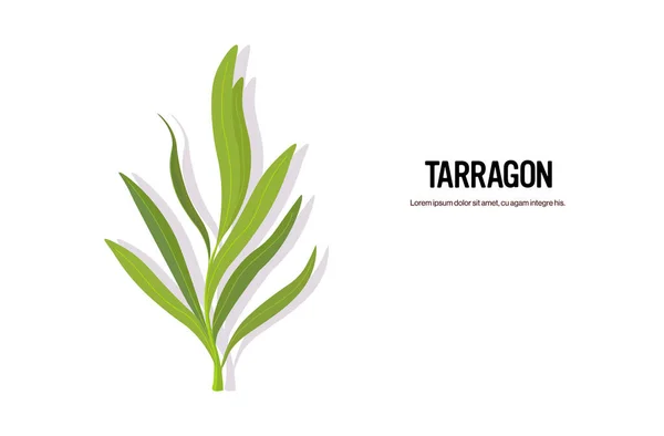 Realistico ramoscello di dragoncello gustoso erba fresca foglie verdi sano concetto di cibo orizzontale spazio copia — Vettoriale Stock