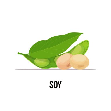 soya fasulyesi organik sağlıklı vejetaryen gıda beyaz arka plan çizimi