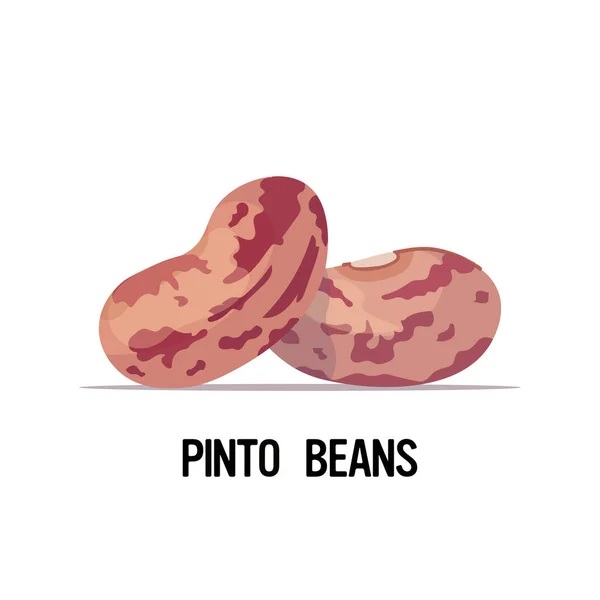 Frijoles pinto alimentos vegetarianos orgánicos saludables sobre fondo blanco — Vector de stock