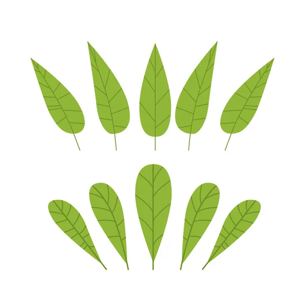 Botanikus virágos készlet zöld levelek reális gyógynövények gyűjtemény — Stock Vector