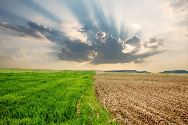 A field in spring time with two parcels of different stages — Stock Photo, Image