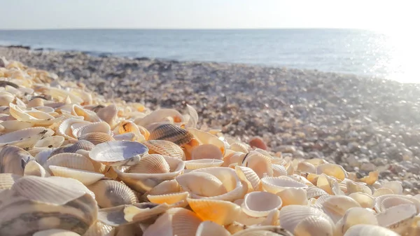 Luz suave conchas do mar na ensolarada costa do nascer do sol — Fotografia de Stock
