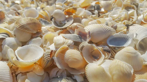 Sok-sok tengeri kagyló közelről — Stock Fotó