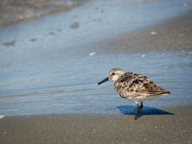 Güzel bir ayrıntı üzerinde ahşap bir kum kuşu