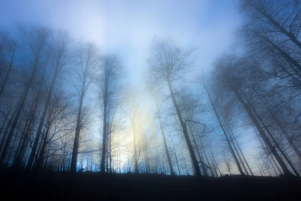 Bäume eines Waldes in blauem Nebellicht — Stockfoto