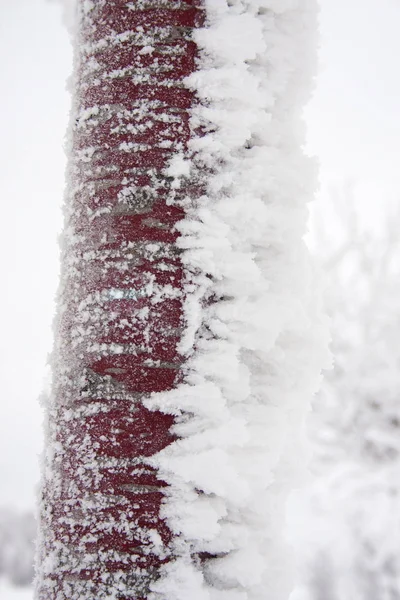Tronco de árbol congelado en capa de hielo — Foto de Stock