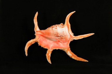 Pembe ağız dikenli siyah stüdyo backgr üzerinde büyük bir deniz kabuğu