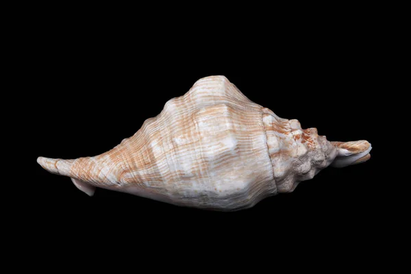Big seashell with pink stripes — Stock Photo, Image