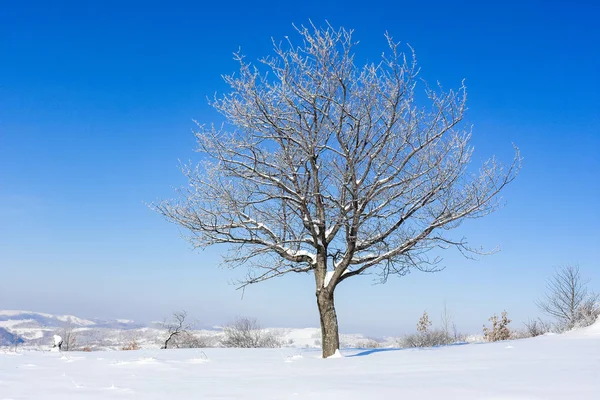 Cherry tree with frosty branches against the gradient blue sky — Stock Photo, Image
