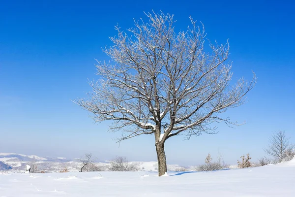 Kersenboom met frosty takken tegen de blauwe hemel van kleurovergang Rechtenvrije Stockafbeeldingen