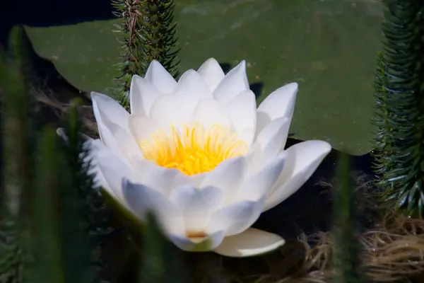 Water lily closeup — Stock Photo, Image