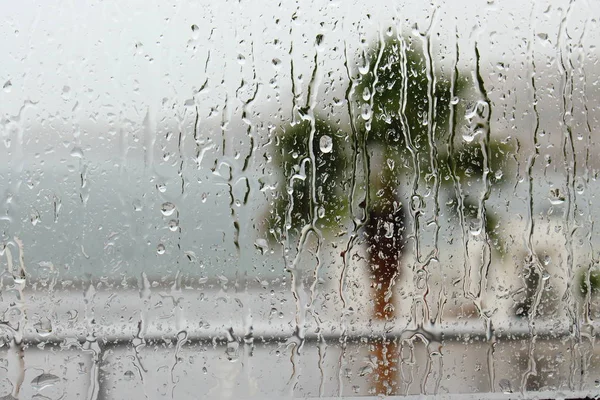 Vidrio lluvioso y palmera — Foto de Stock