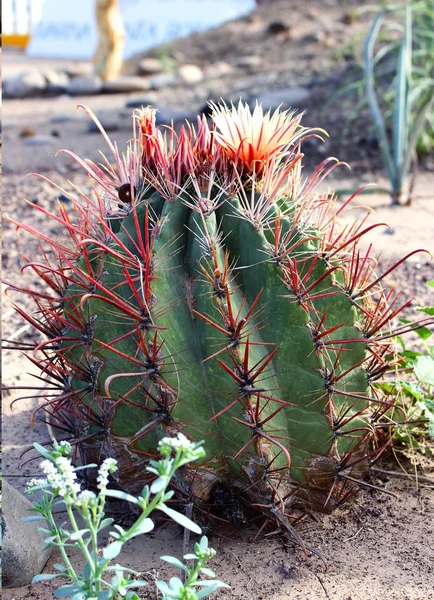 çiçek açan kaktüs kadar yakın