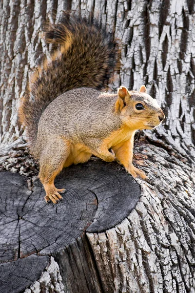 sevimli sincap ağaç üzerinde