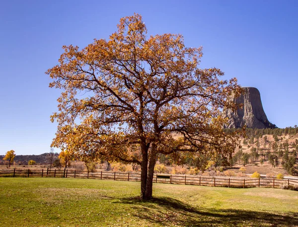 Devils Tower ile güzel sonbahar ağaç arka planda