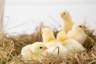 yavru kız. çiftlik chicken.baby