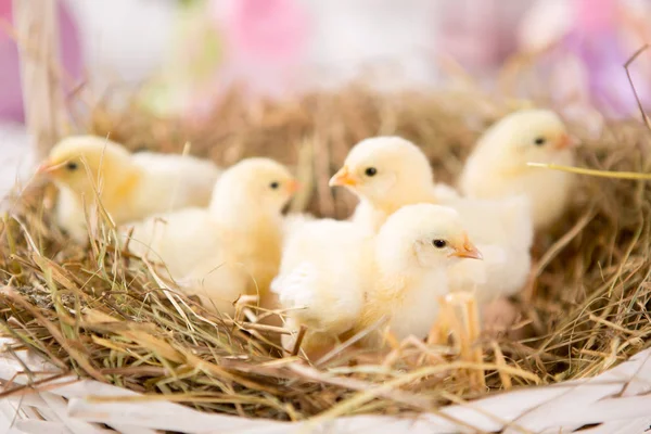 Πουλάκι γκόμενα. αγρόκτημα chicken.baby — Φωτογραφία Αρχείου