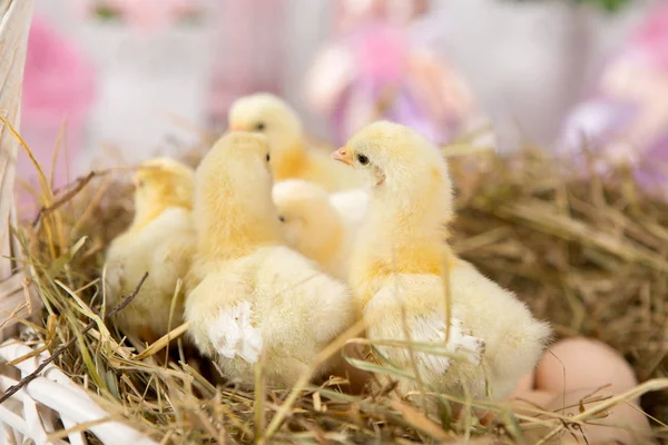 Πουλάκι γκόμενα. αγρόκτημα chicken.baby — Φωτογραφία Αρχείου