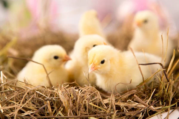Nestling chick. farm chicken.baby — Stock Photo, Image