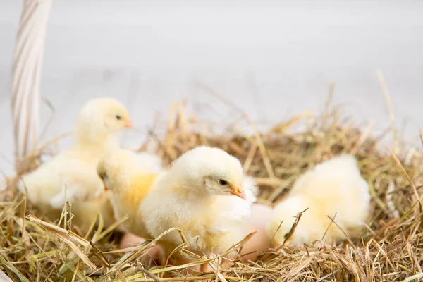 Uma miúda aninhada. fazenda chicken.baby — Fotografia de Stock