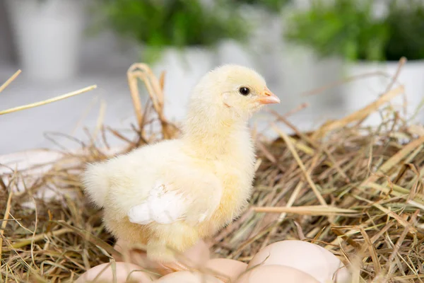 Uma miúda aninhada. fazenda chicken.baby — Fotografia de Stock