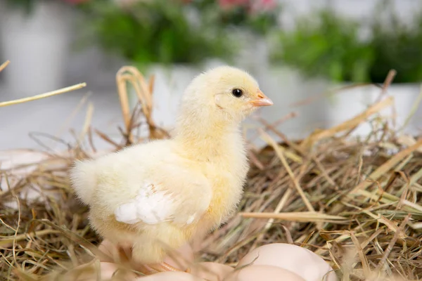 Uma miúda aninhada. fazenda chicken.baby — Fotografia de Stock