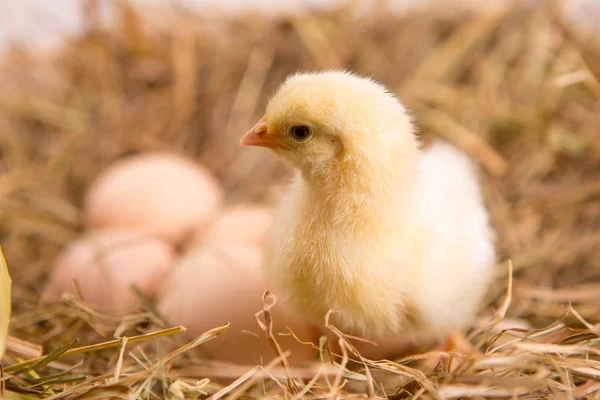 Uma miúda aninhada. fazenda chicken.baby — Fotografia de Stock