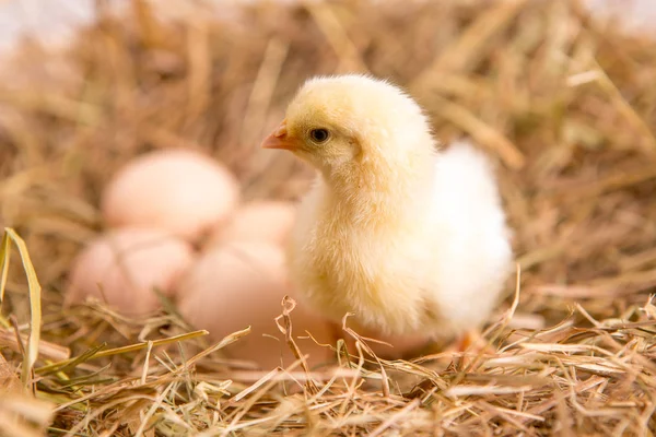 Uma miúda aninhada. fazenda chicken.baby — Fotografia de Stock