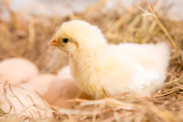 Гнездящийся Цыпленок Ферма Цыплят — стоковое фото