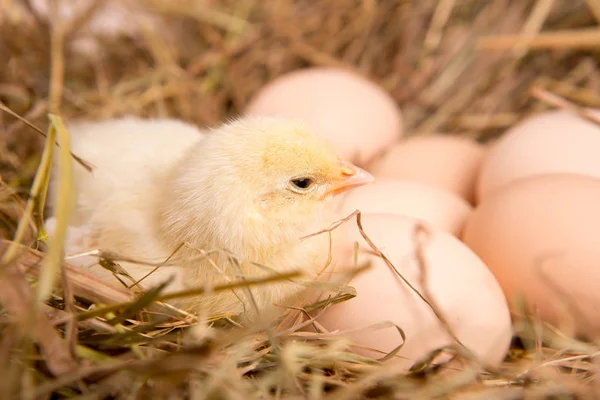 Uma miúda aninhada. fazenda chicken.baby — Fotografia de Stock