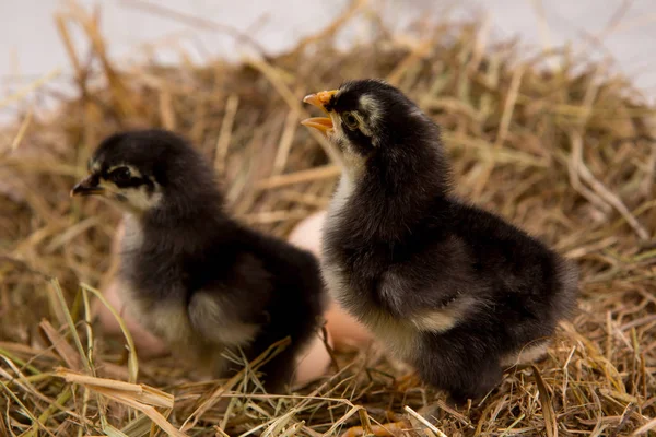 Uma miúda aninhada. fazenda chicken.baby — Fotografia de Stock