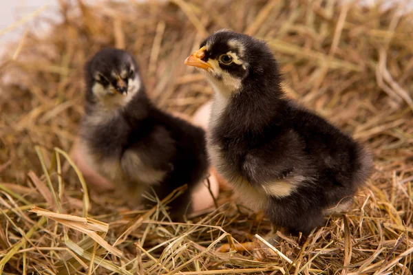 Uma miúda aninhada. fazenda chicken.baby — Fotografia de Stock