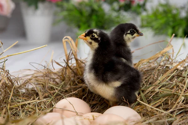 nestling chick. farm chicken.baby