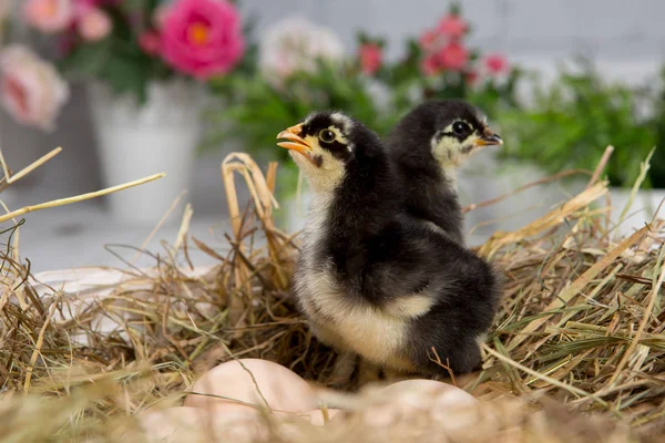 寄り添うひよこ。ファーム chicken.baby — ストック写真