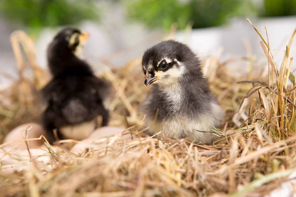 Uma miúda aninhada. fazenda chicken.baby — Fotografia de Stock