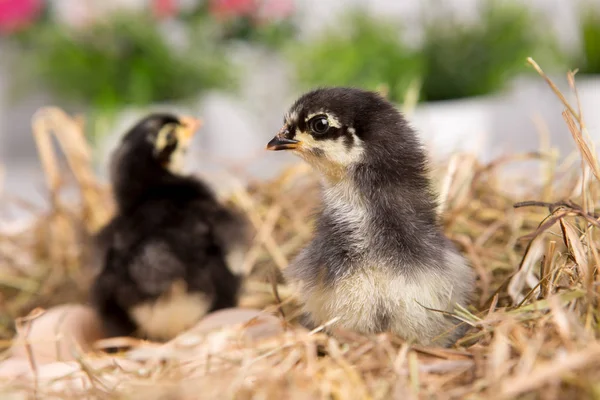 Uma miúda aninhada. fazenda chicken.baby — Fotografia de Stock