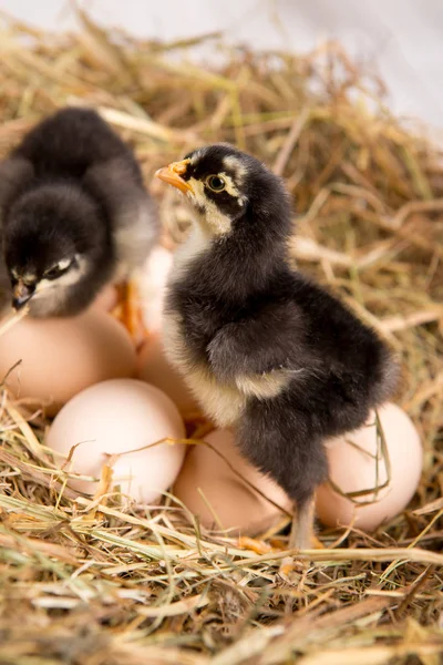 Uma miúda aninhada. fazenda chicken.baby — Fotografia de Stock