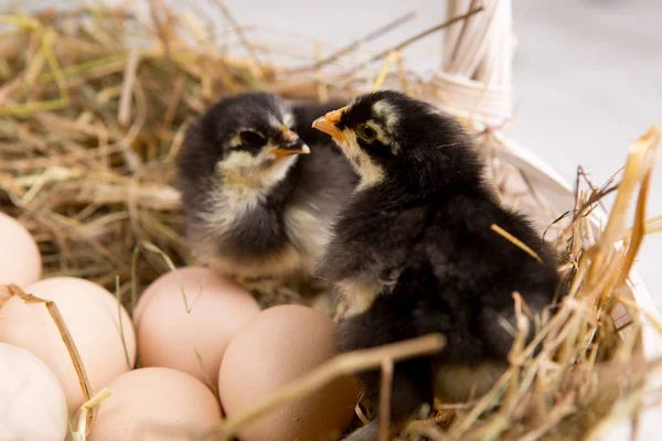 Uma miúda aninhada. fazenda chicken.baby — Fotografia de Stock