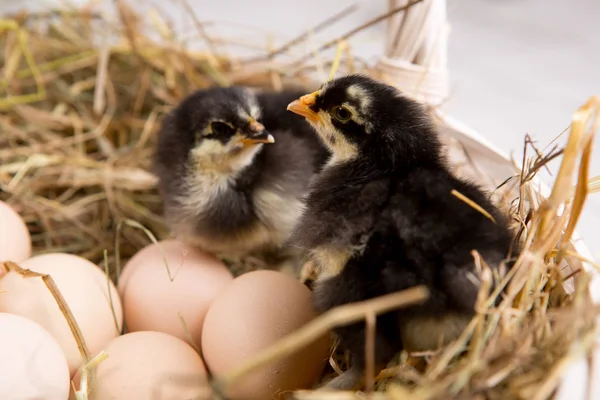 nestling chick. farm chicken.baby