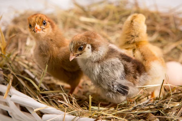 Uma Miúda Aninhada Fazenda Chicken Baby — Fotografia de Stock