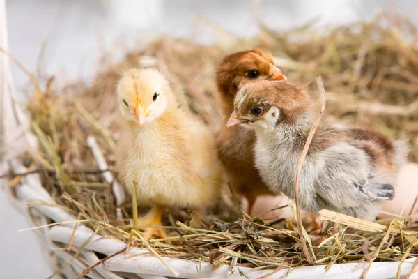 Uma miúda aninhada. fazenda chicken.baby — Fotografia de Stock